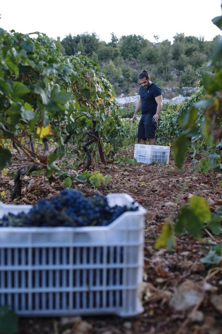 Vinmaker risikerer livet for årets avling