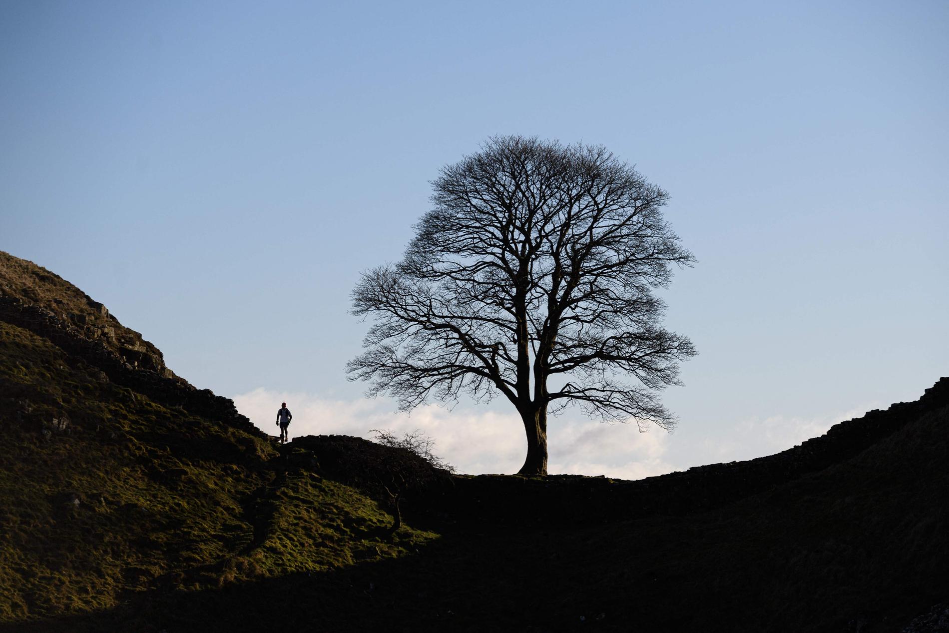 Robin Hood Tree: Iconic Landmark in Northumberland National Park Cut Down in Suspected Vandalism