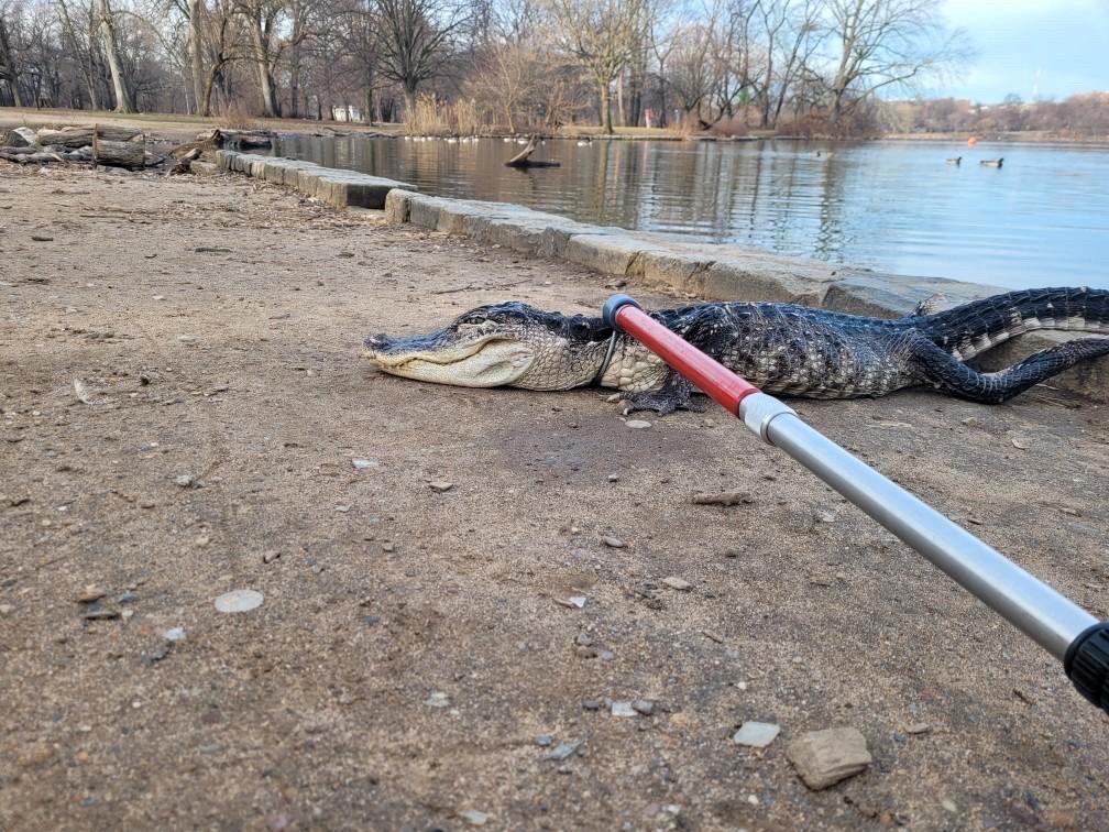 L’alligatore è stato trovato in un parco a New York