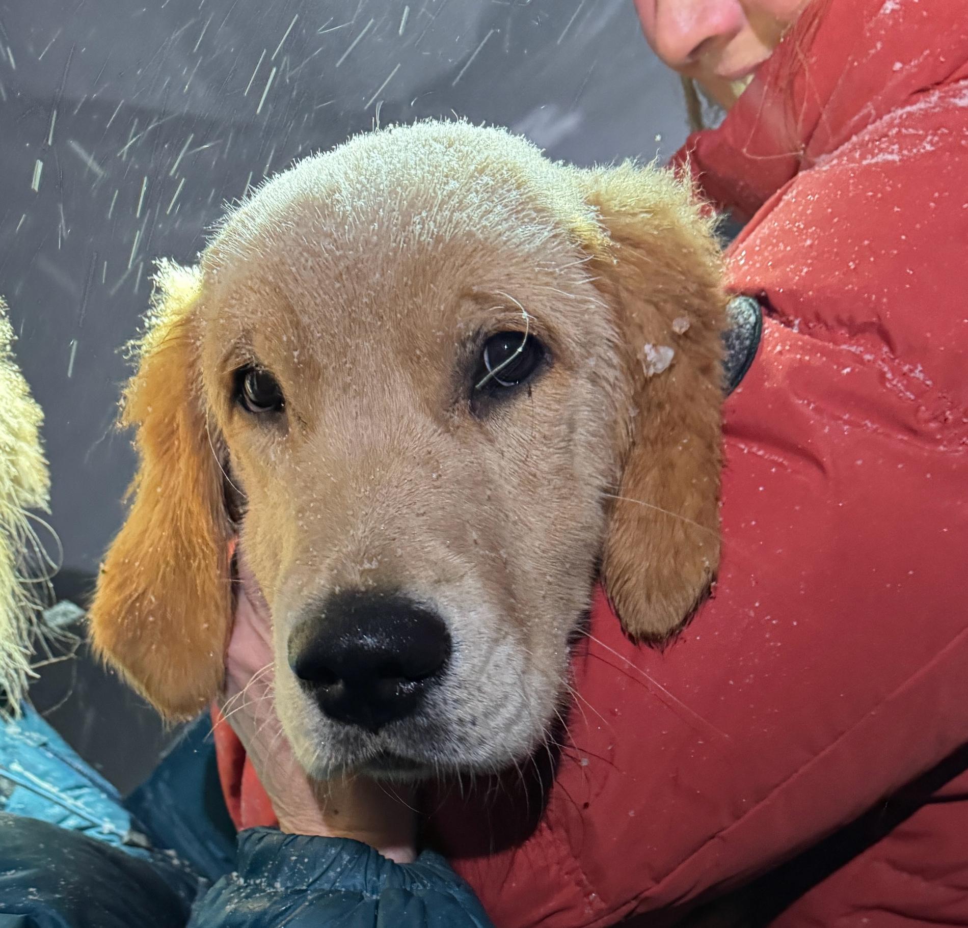Teddy the puppy was found two days later in the snow: – Absolutely unbelievable